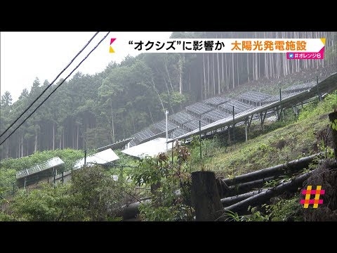 “オクシズ”に影響か　太陽光発電施設（静岡県） - 【動画】ジャニーズAllスタァSP!!