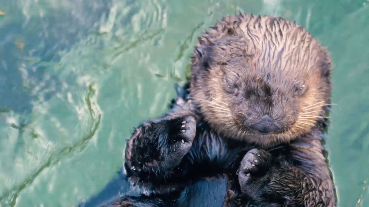 Sea Otter Cam | Vancouver Aquarium - YouTube