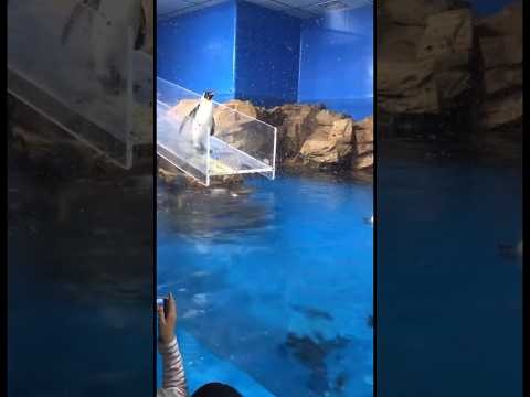 悲報  ペンギン滑る       #おすすめにのりたい #ペンギン #水族館 #おもしろ #funny  #funnyvideo #shorts - YouTube