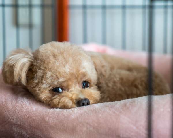 【犬の避妊・去勢手術はどうすべきか vol.4】内分泌系疾患の可能性を考える | 動物のリアルを伝えるWebメディア「REANIMAL」