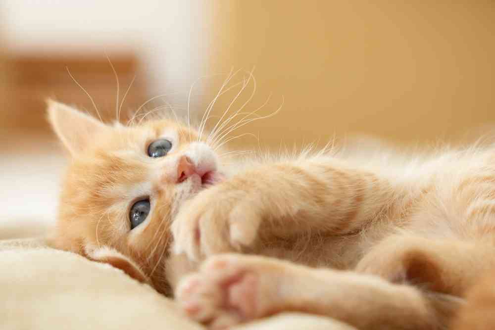 猫の寿命を30年に! “腎臓病”の薬、実用化で何が変わる!?(テレ東プラス) - Yahoo!ニュース