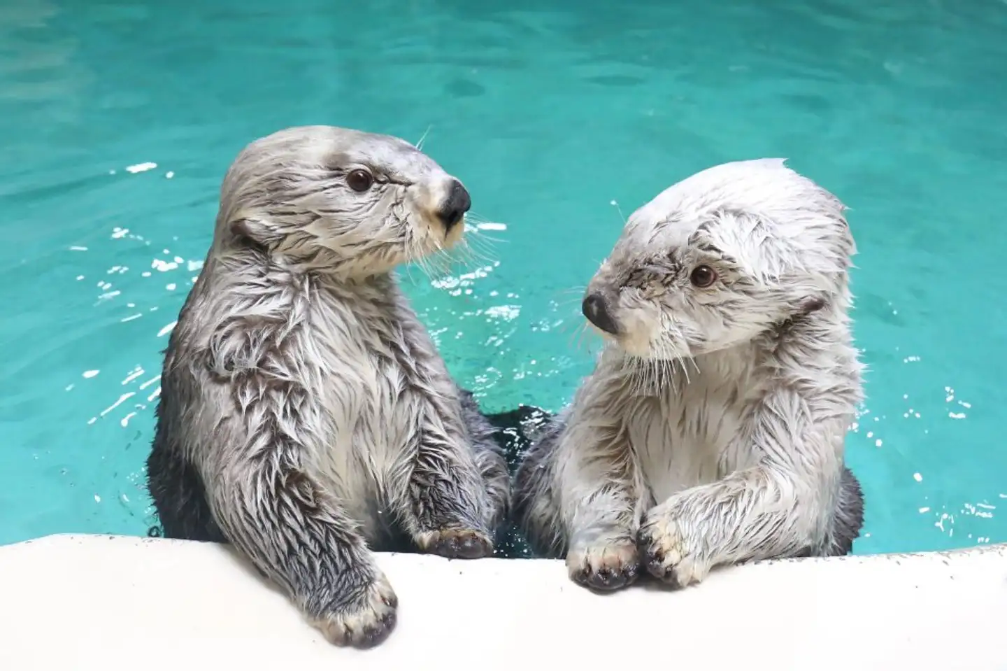 ラッコのキラ＆メイを24時間いつでも見られる！　鳥羽水族館のライブカメラにファン歓喜…大人気飼育員・石原さんも映るかも