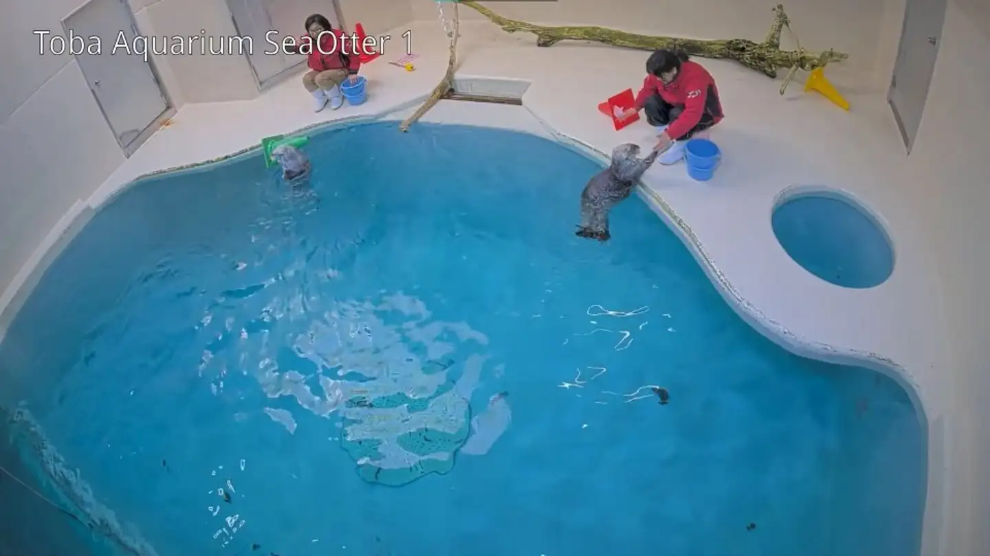 ラッコのキラ＆メイを24時間いつでも見られる！　鳥羽水族館のライブカメラにファン歓喜…大人気飼育員・石原さんも映るかも