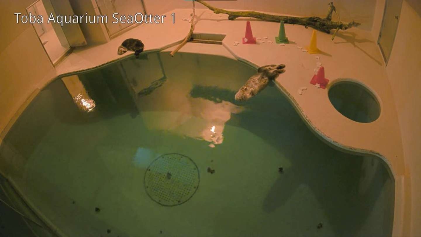ラッコのキラ＆メイを24時間いつでも見られる！　鳥羽水族館のライブカメラにファン歓喜...大人気飼育員・石原さんも映るかも｜Jタウンネット