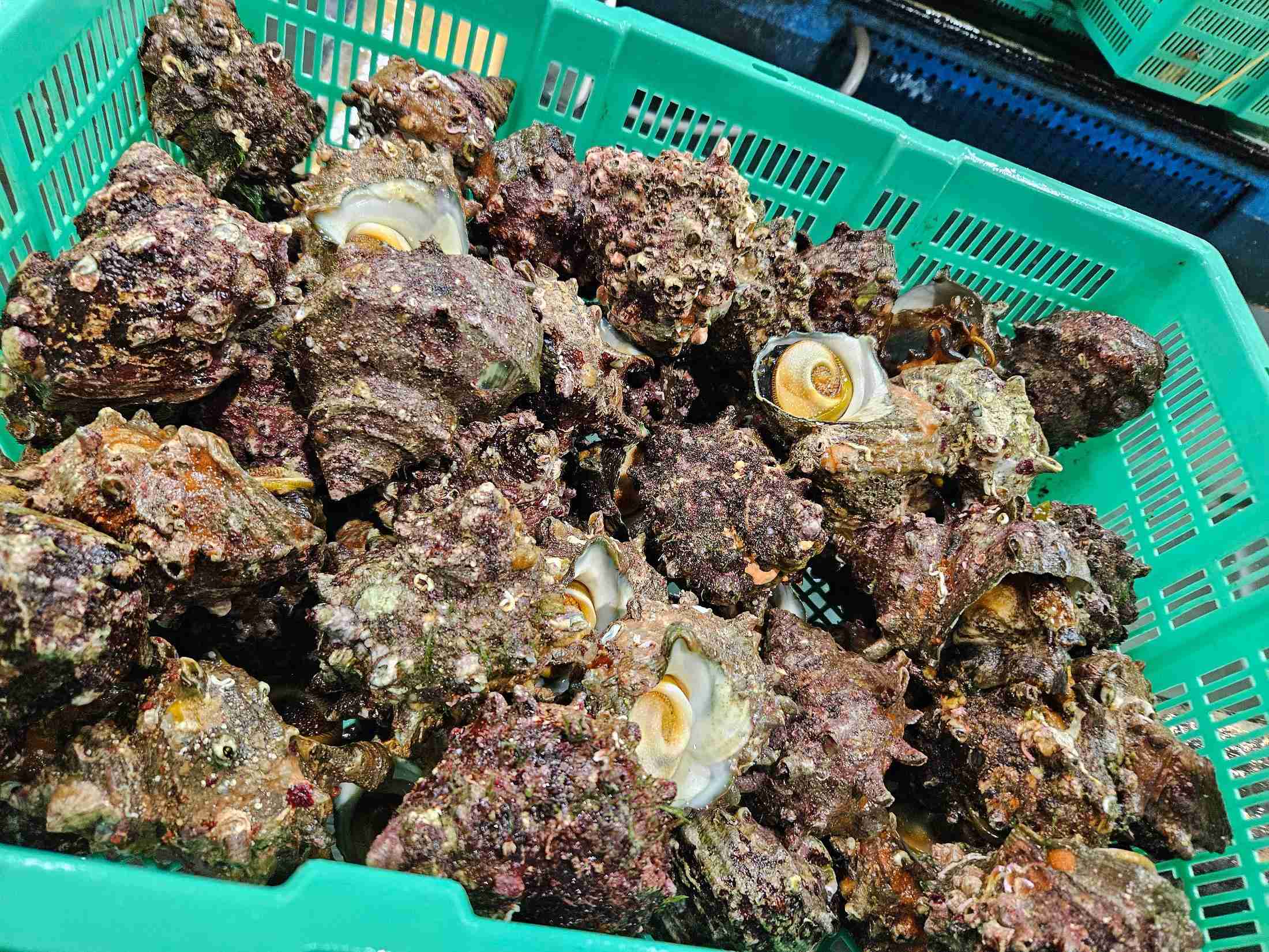 罰則強化でも…後を絶たない密漁　「レジャーのついで」も要注意（時事通信） - Yahoo!ニュース