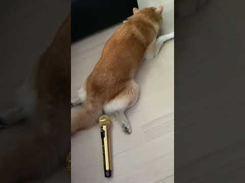 自分のおならにめちゃくちゃ驚く柴犬 #shorts - YouTube