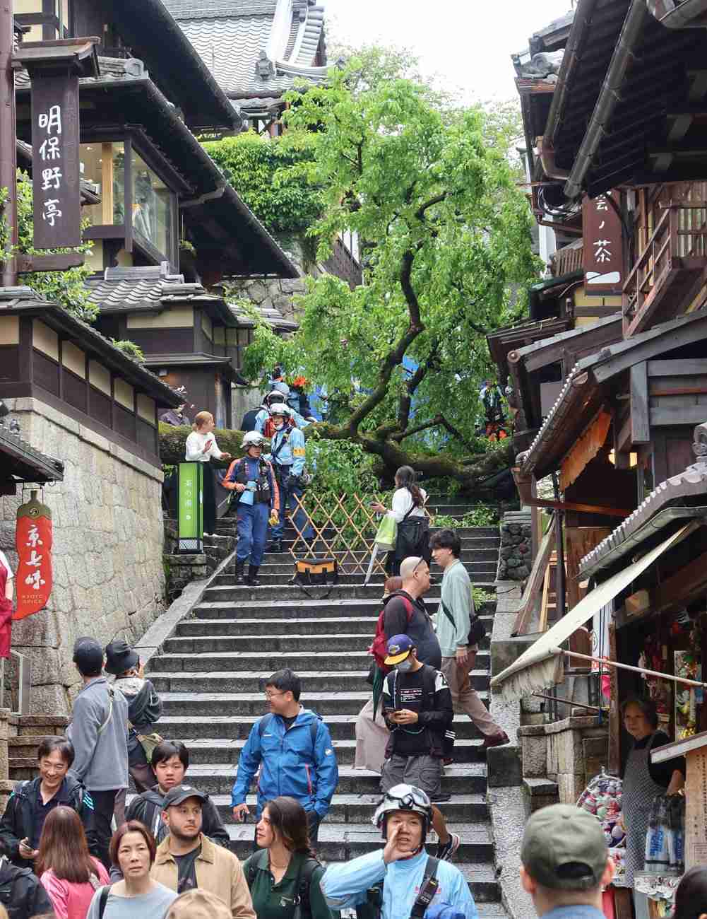 京都・清水寺近くの産寧坂で桜倒木「ドシャーン」　60代観光客が下敷きに｜社会｜地域のニュース｜京都新聞
