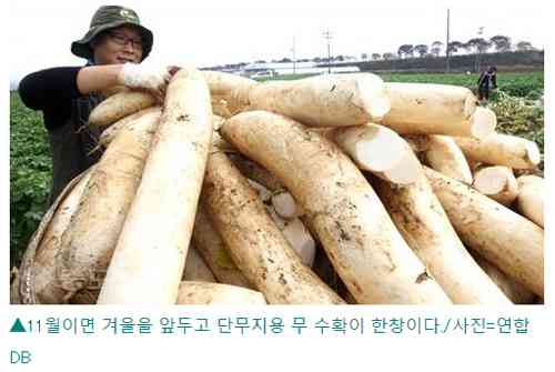 たくあんの起源は韓国と主張 メディアも報道 | ゴゴ通信ゴゴ通信