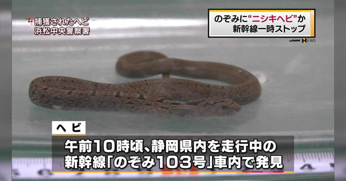 「新幹線車内にニシキヘビがみつかり浜松で停車」というニュースに「その蛇はシマヘビだ！」というツッコミが多数寄せられる - Togetter