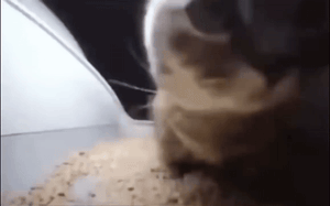 「なぜ今になって……」　TikTokで“15年前”の曲が大流行　すでに解散の人気バンド…… ファン驚き　「戸惑いが隠せない」