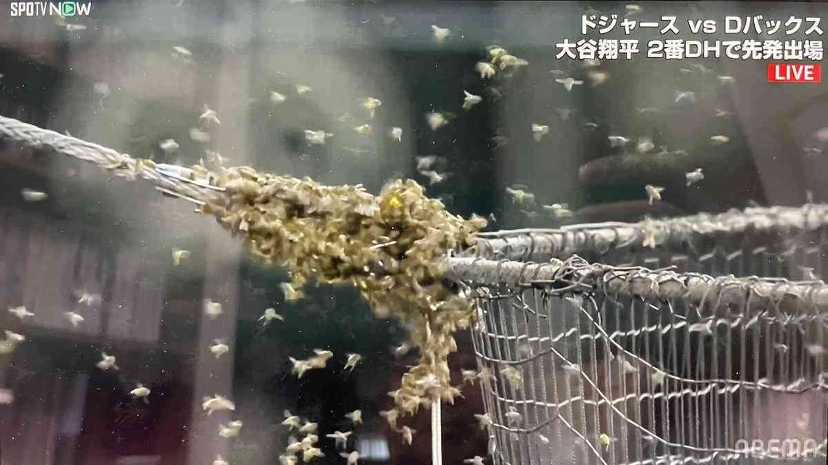 ドジャース戦で蜂駆除員が急遽始球式に登板! 試合中止を救う作業、異例の大歓声「俺たちのヒーローだ!」