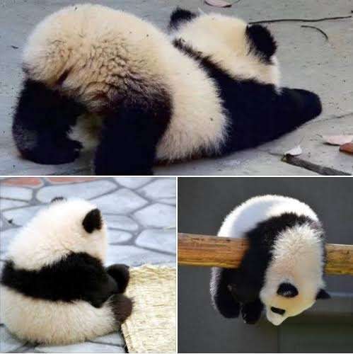 パンダの画像を貼って癒されましょう