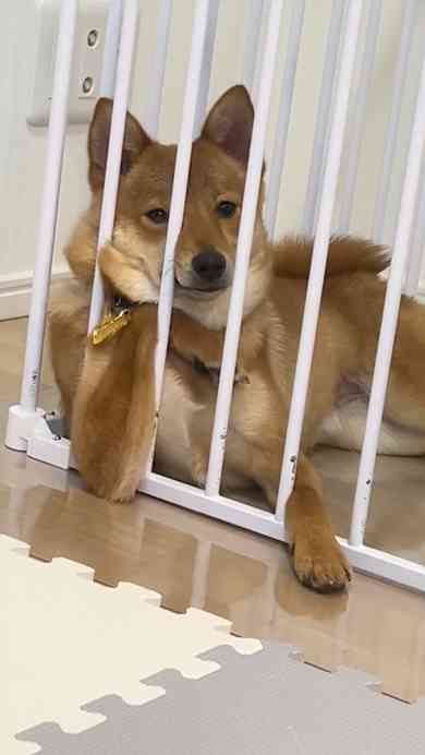 犬「で、オレが産まれたってわけ」　220万再生突破の爆笑ワンコに「ちっ、２回目の転生は犬かよ」「これでウインクとかされたら笑い死ぬww」