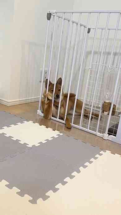 犬「で、オレが産まれたってわけ」　220万再生突破の爆笑ワンコに「ちっ、２回目の転生は犬かよ」「これでウインクとかされたら笑い死ぬww」