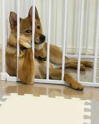 犬「で、オレが産まれたってわけ」　220万再生突破の爆笑ワンコに「ちっ、２回目の転生は犬かよ」「これでウインクとかされたら笑い死ぬww」