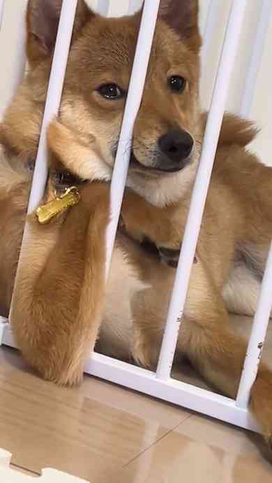 犬「で、オレが産まれたってわけ」　220万再生突破の爆笑ワンコに「ちっ、２回目の転生は犬かよ」「これでウインクとかされたら笑い死ぬww」