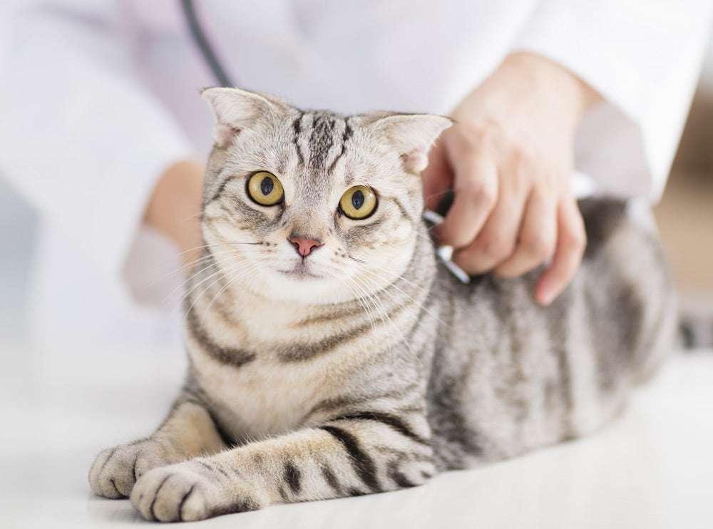       【24年最新】獣医師が解説！スコティッシュフォールドの病気の予防と治療の全ガイド – ベッツペッツ公式サイト