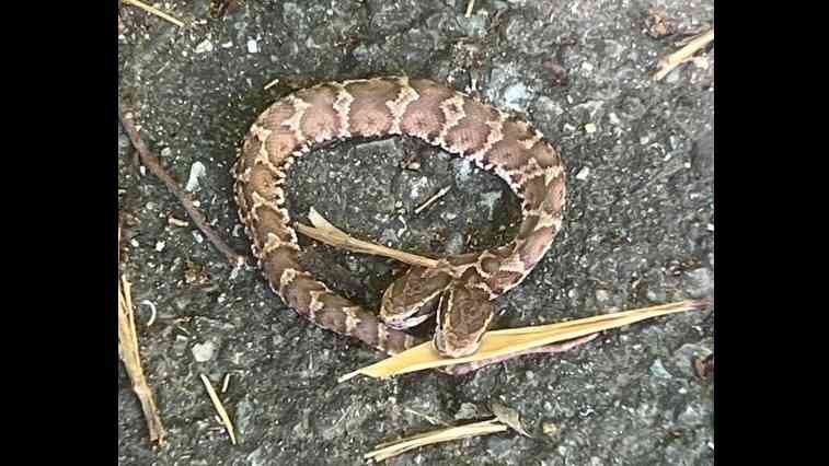 【画像あり注意】頭が2つあるヘビ　北九州市の山でキャンプ中の男性が見つける　近くの博物館で保管　福岡県