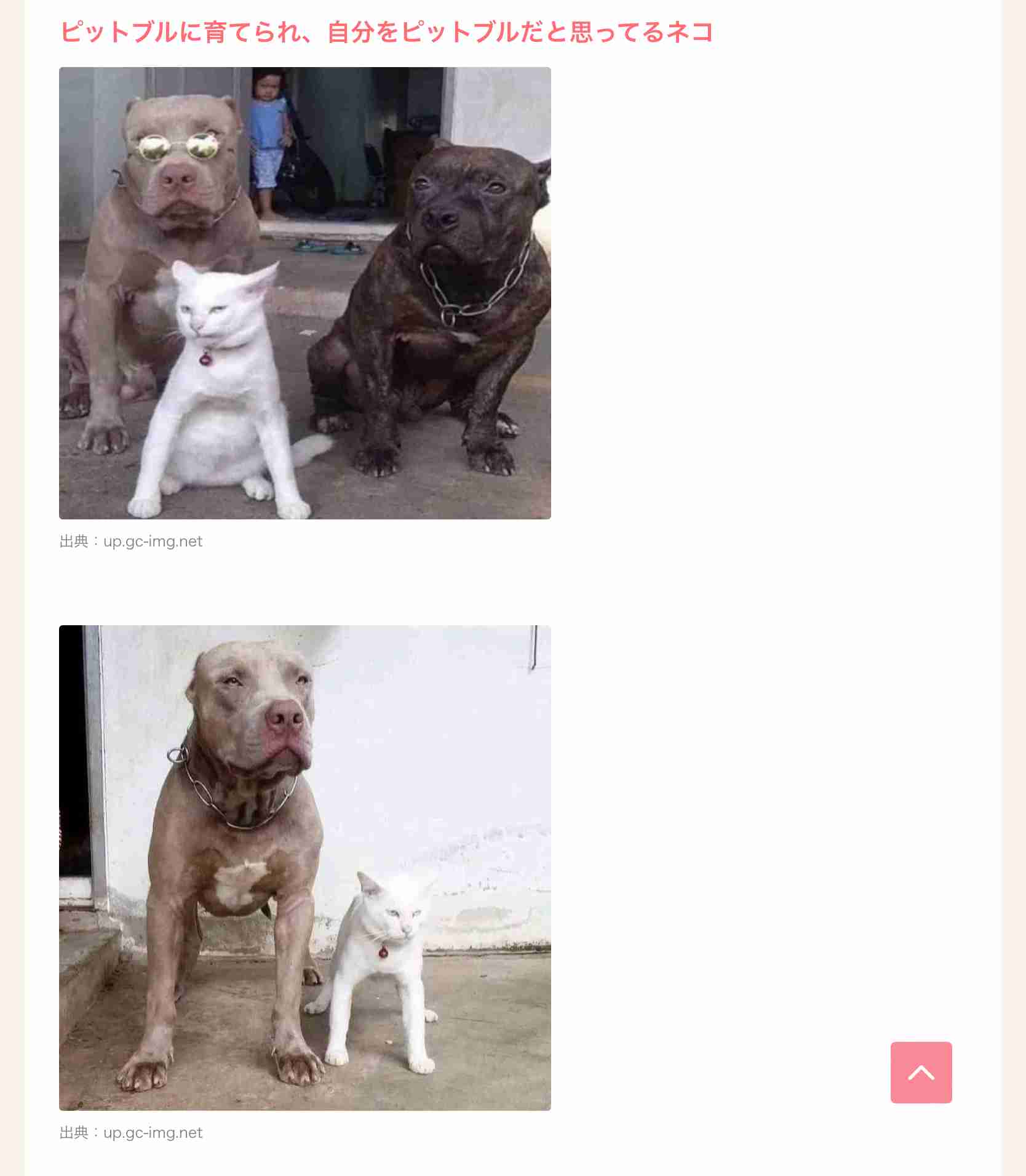 ピットブルに首を噛まれた飼い主が死亡　目撃者「犬は彼を引き裂いていた」（米）