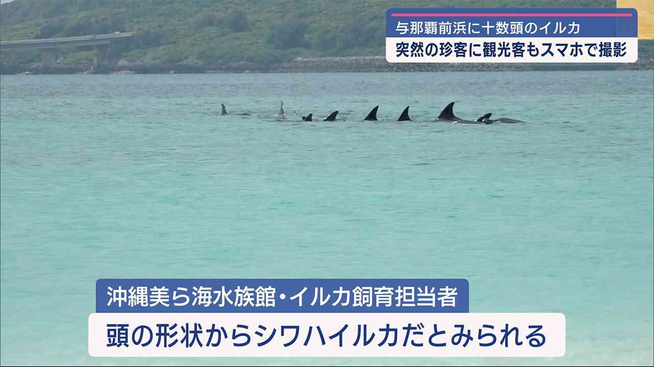 与那覇前浜にイルカの群れ – QAB NEWS Headline