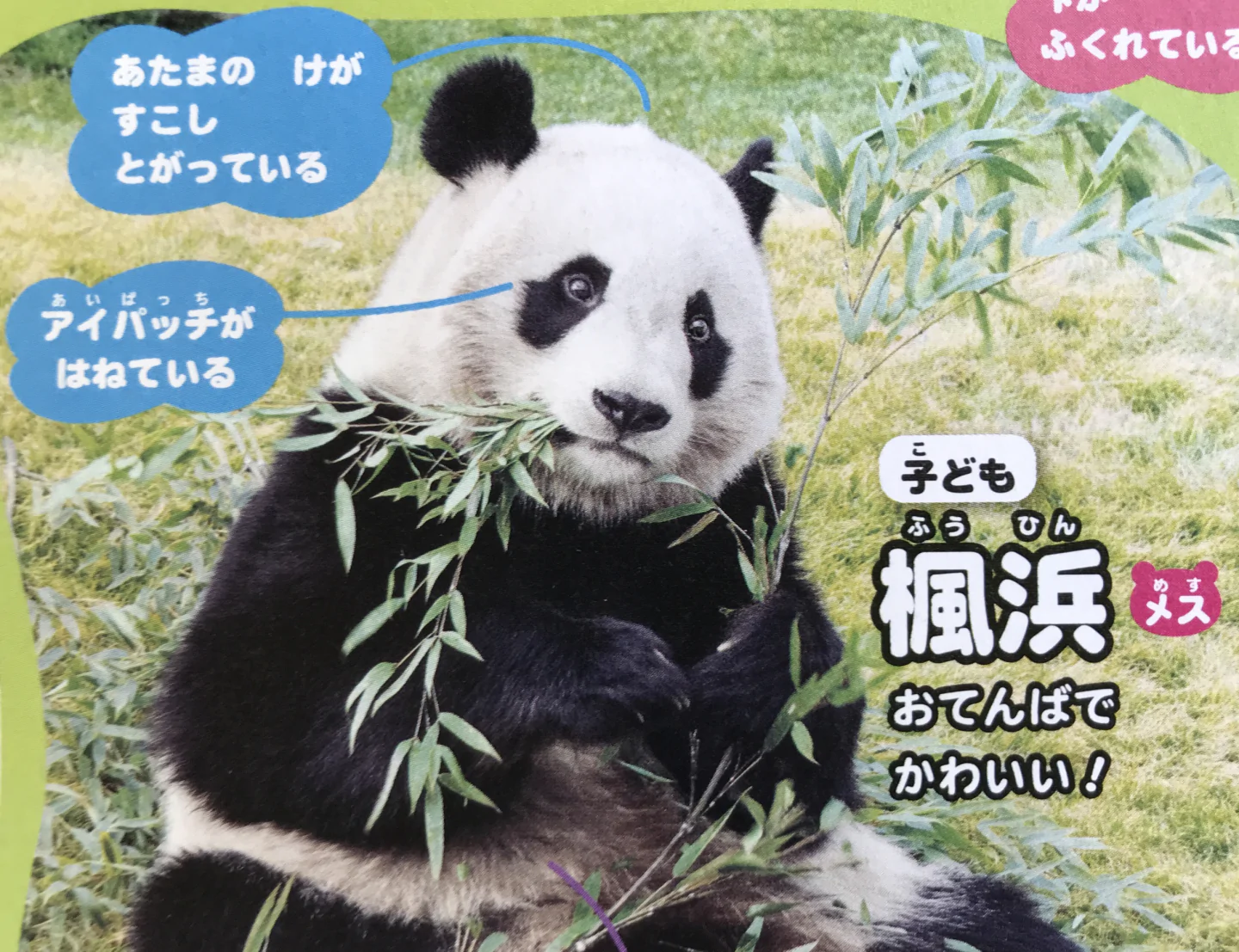 どれがシャオシャオ?「パンダの顔当てクイズ」表紙が話題のジャポニカ学習帳はマニア編集者、渾身の一冊