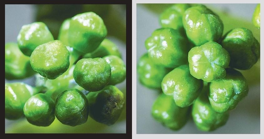 シャインマスカットまた未開花症　つぼみ形状「筋なし」多数（日本農業新聞） - Yahoo!ニュース