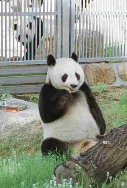 パンダの画像を貼って癒されましょう