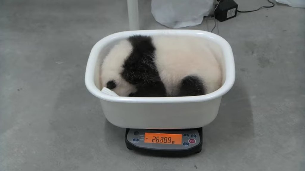 パンダの画像を貼って癒されましょう