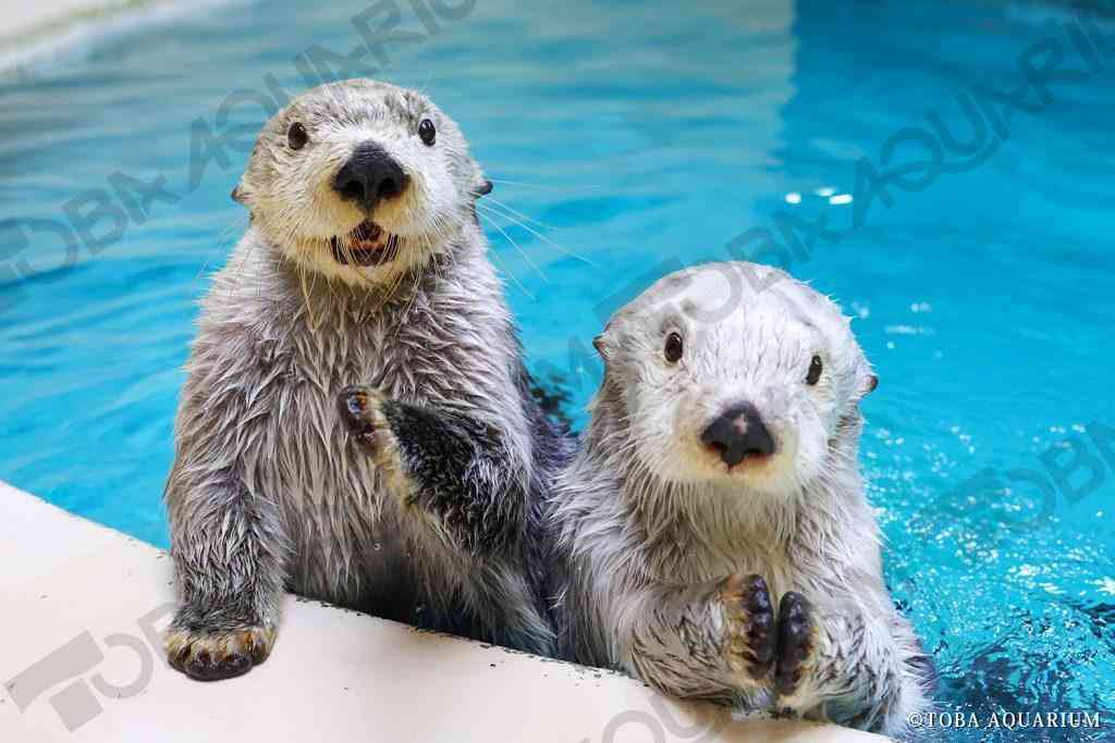 ラッコも「草食化」か、オスが求愛しなくなり飼育数減少…数年後には日本の水族館からいなくなる?