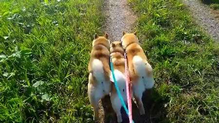 〇〇界のBIG3を決める！