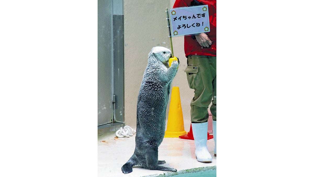 ラッコも「草食化」か、オスが求愛しなくなり飼育数減少…数年後には日本の水族館からいなくなる？ : 読売新聞