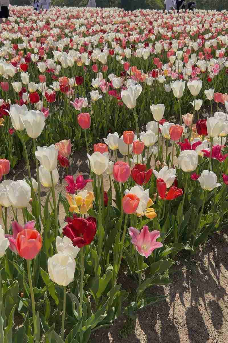 AKBグループのOGを語ろう