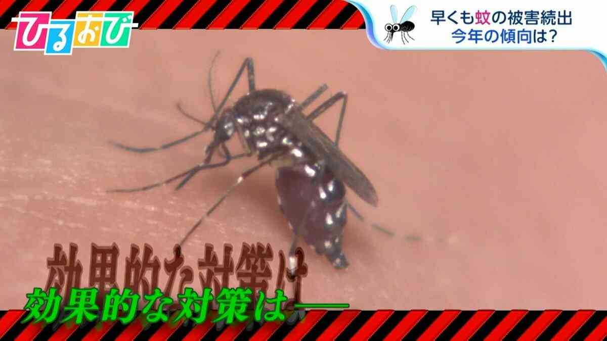 早くも「蚊」の被害続出！『早い・多い・しつこい』今年の蚊の傾向を専門家が解説【ひるおび】 | TBS NEWS DIG