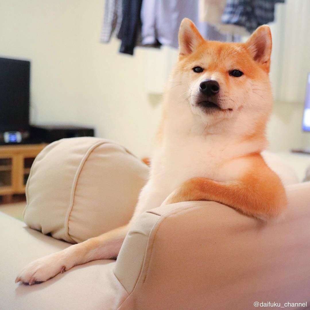 犬「で、オレが産まれたってわけ」　220万再生突破の爆笑ワンコに「ちっ、２回目の転生は犬かよ」「これでウインクとかされたら笑い死ぬww」