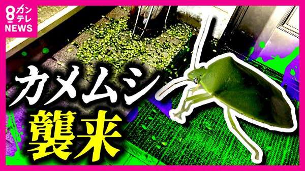 【カメムシ春の大発生】専門家たちも初めて見るレベル　LEDへの切り替えなどで対応を｜FNNプライムオンライン