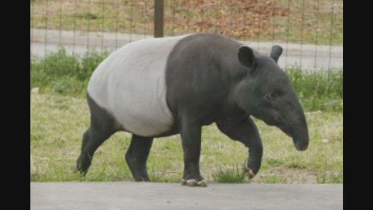 飼育員がバクにかまれ重傷 群馬 - Yahoo!ニュース