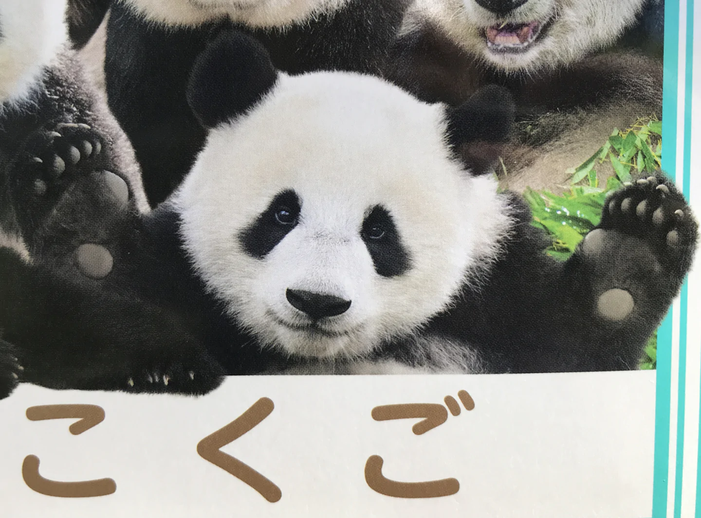 どれがシャオシャオ?「パンダの顔当てクイズ」表紙が話題のジャポニカ学習帳はマニア編集者、渾身の一冊