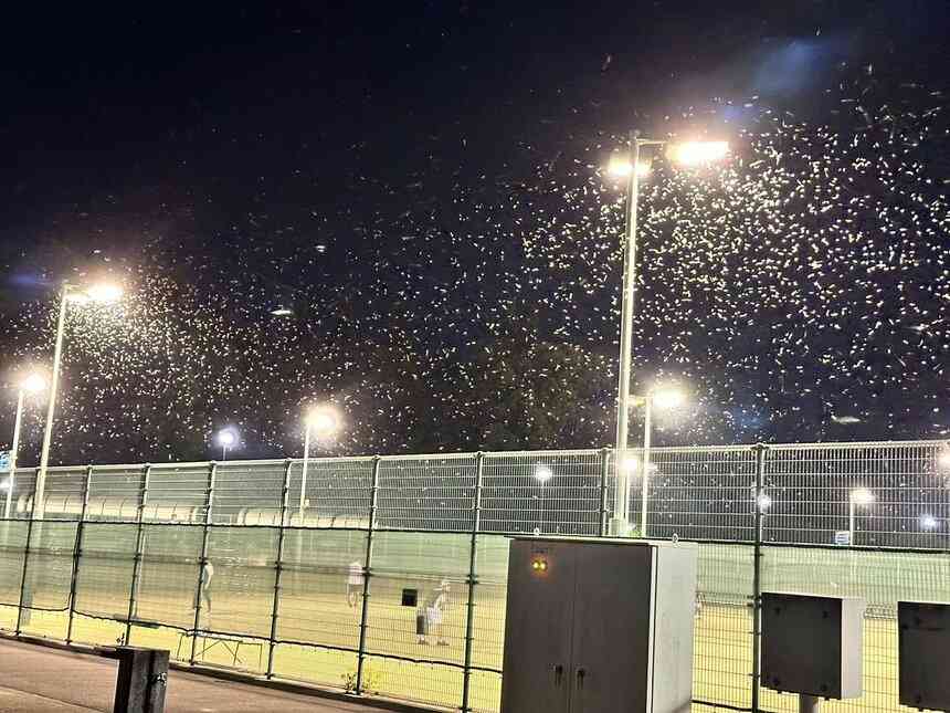 今年も「カメムシ」大量発生の可能性　過去最高数の「カメムシ」が越冬…暖冬で凍死せず、春まで生き残るカメムシが急増　暖冬続く限り増加傾向か