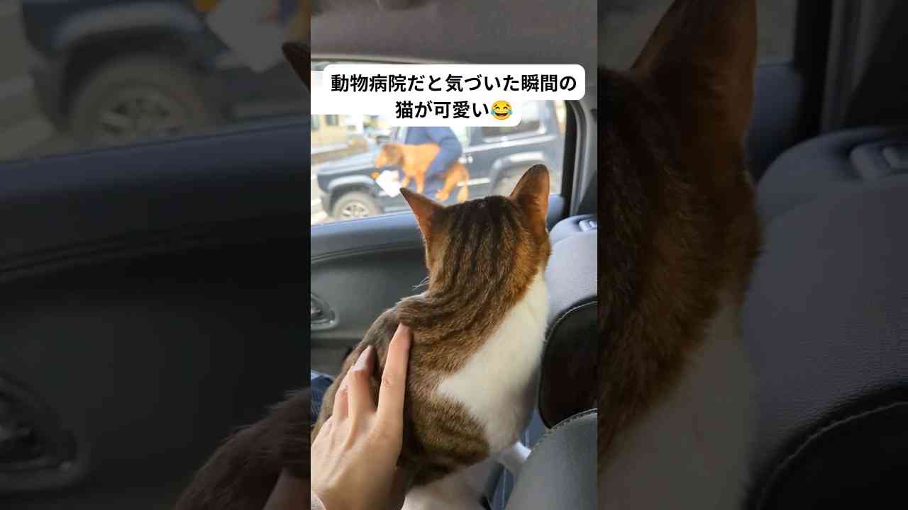動物病院での愛猫