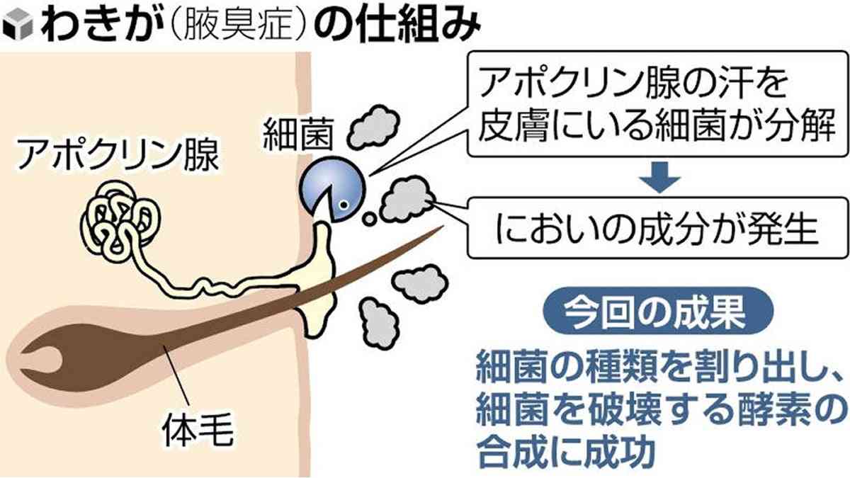「わきが」原因の細菌特定、においの原因菌だけ破壊する酵素の合成にも成功 : 読売新聞