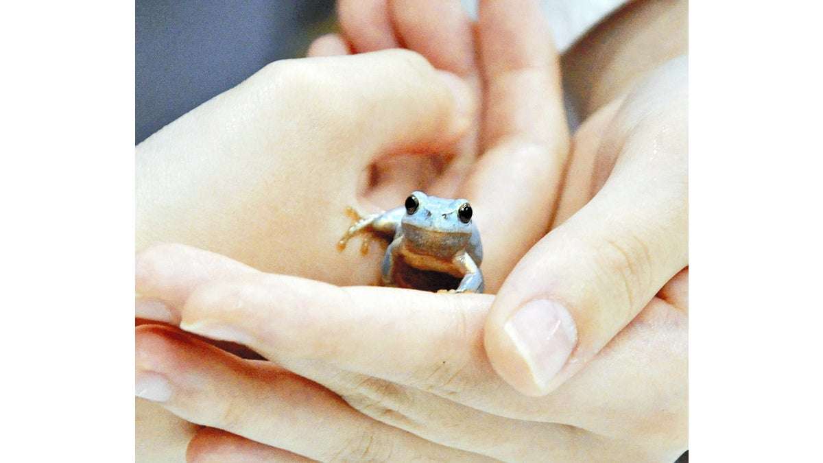 幸運の水色ニホンアマガエル、天敵に捕まらず体長３センチ…福岡の高校学園祭で公開検討 : 読売新聞