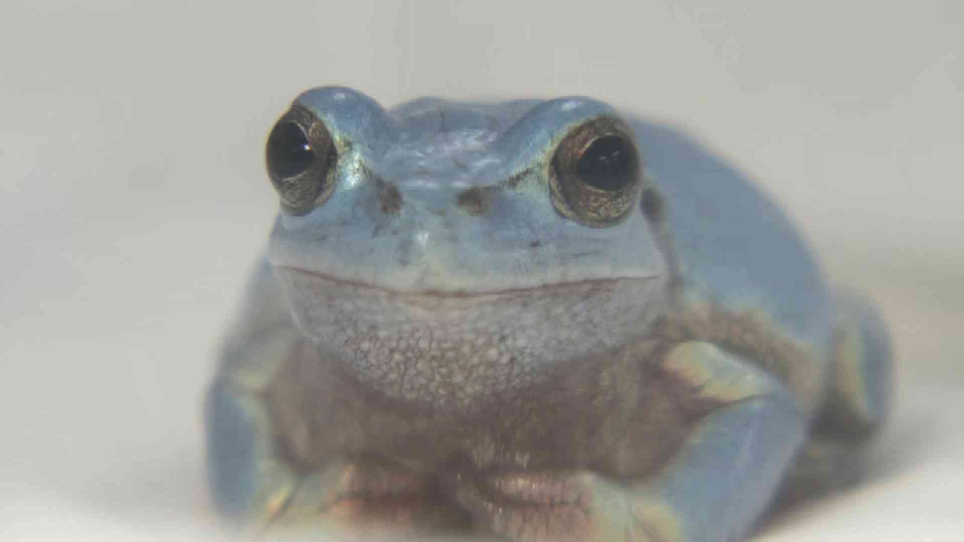 幸運の水色ニホンアマガエル、天敵に捕まらず体長３センチ…福岡の高校学園祭で公開検討