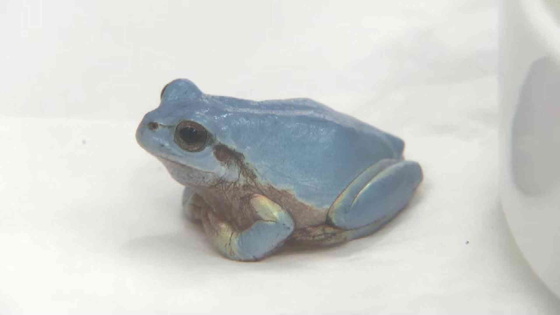 幸運の水色ニホンアマガエル、天敵に捕まらず体長３センチ…福岡の高校学園祭で公開検討