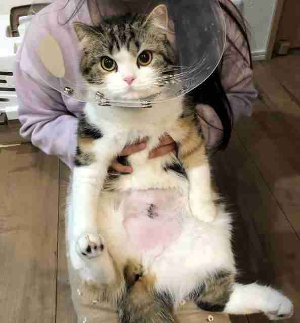 猫の去勢・避妊手術後の注意点