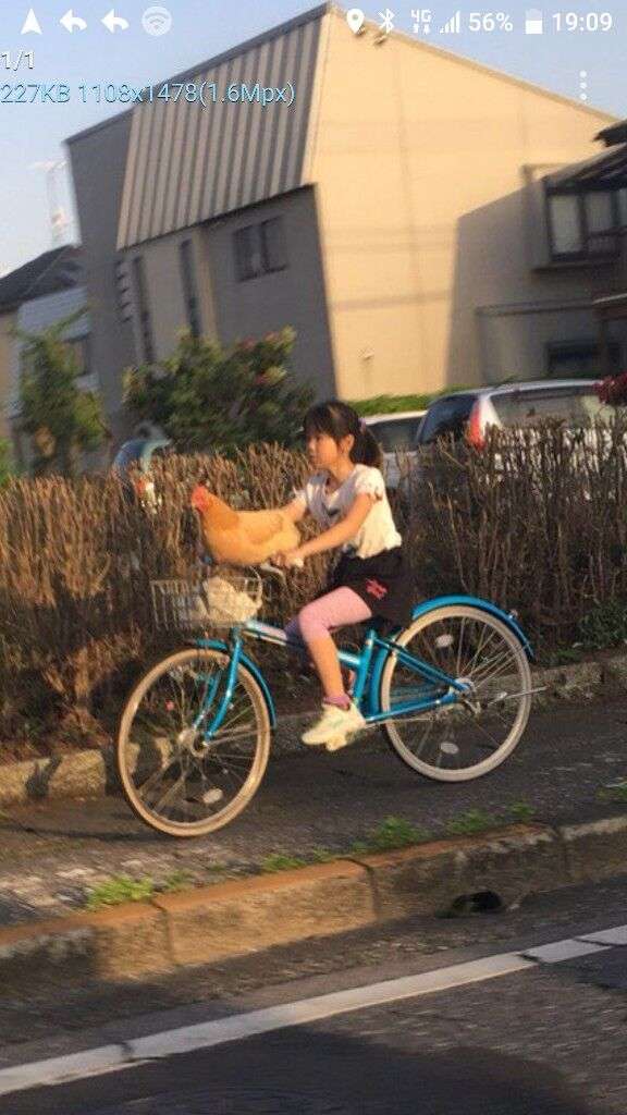 情報量が多い画像を貼るトピpart3