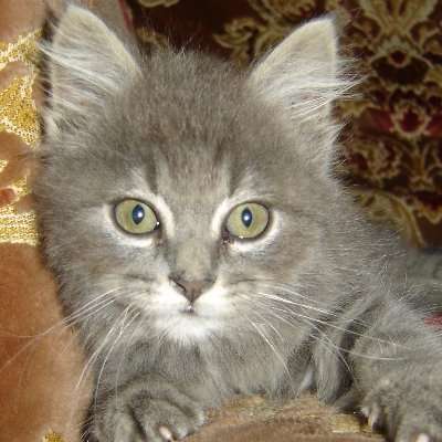 Sakuranbo?? on Twitter: 