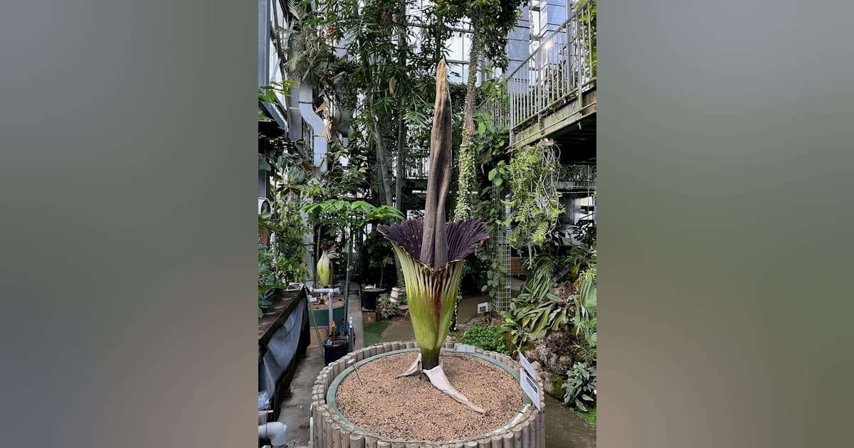 世界最大級の臭い花　3年ぶり開花　つくば市で特別公開 - 日本経済新聞