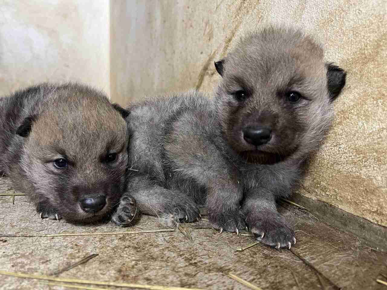 ホッキョクオオカミの赤ちゃん誕生 国内初、絶滅危惧種 那須