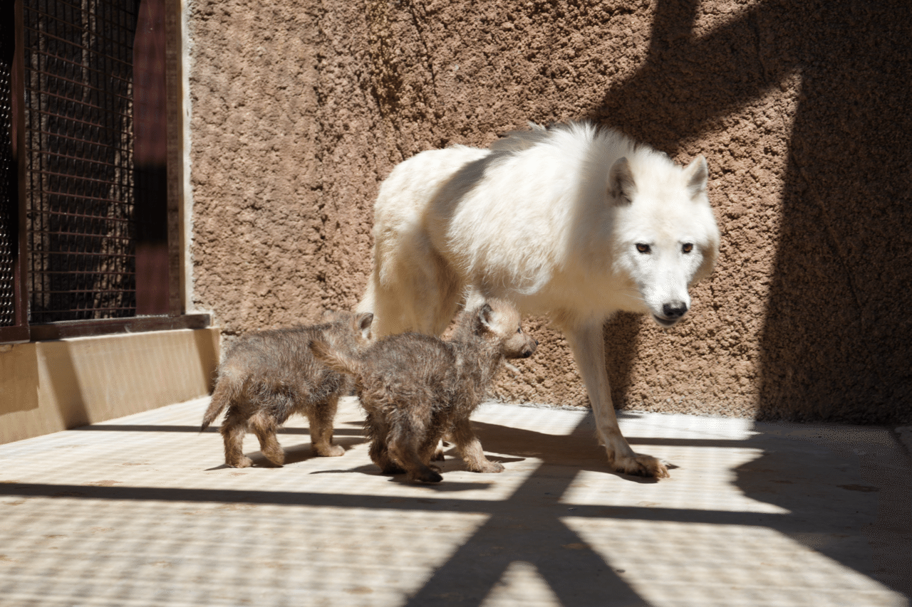 ホッキョクオオカミの赤ちゃん誕生 国内初、絶滅危惧種 那須