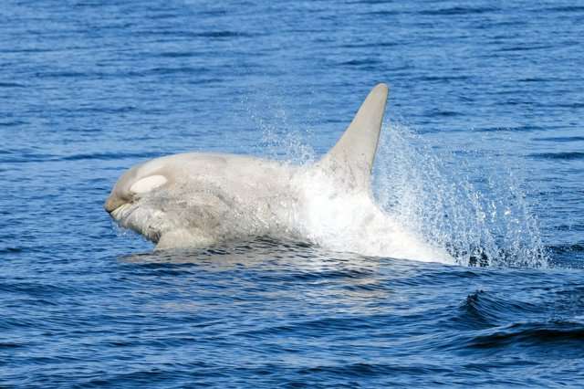 「白いシャチ」2頭が北海道・羅臼町沖に 地元も驚く幻の存在 | ガールズちゃんねる - Girls Channel